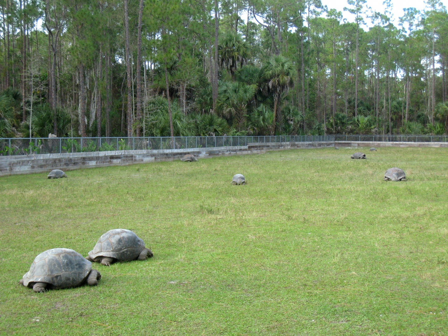 ALDABRA BREEDER