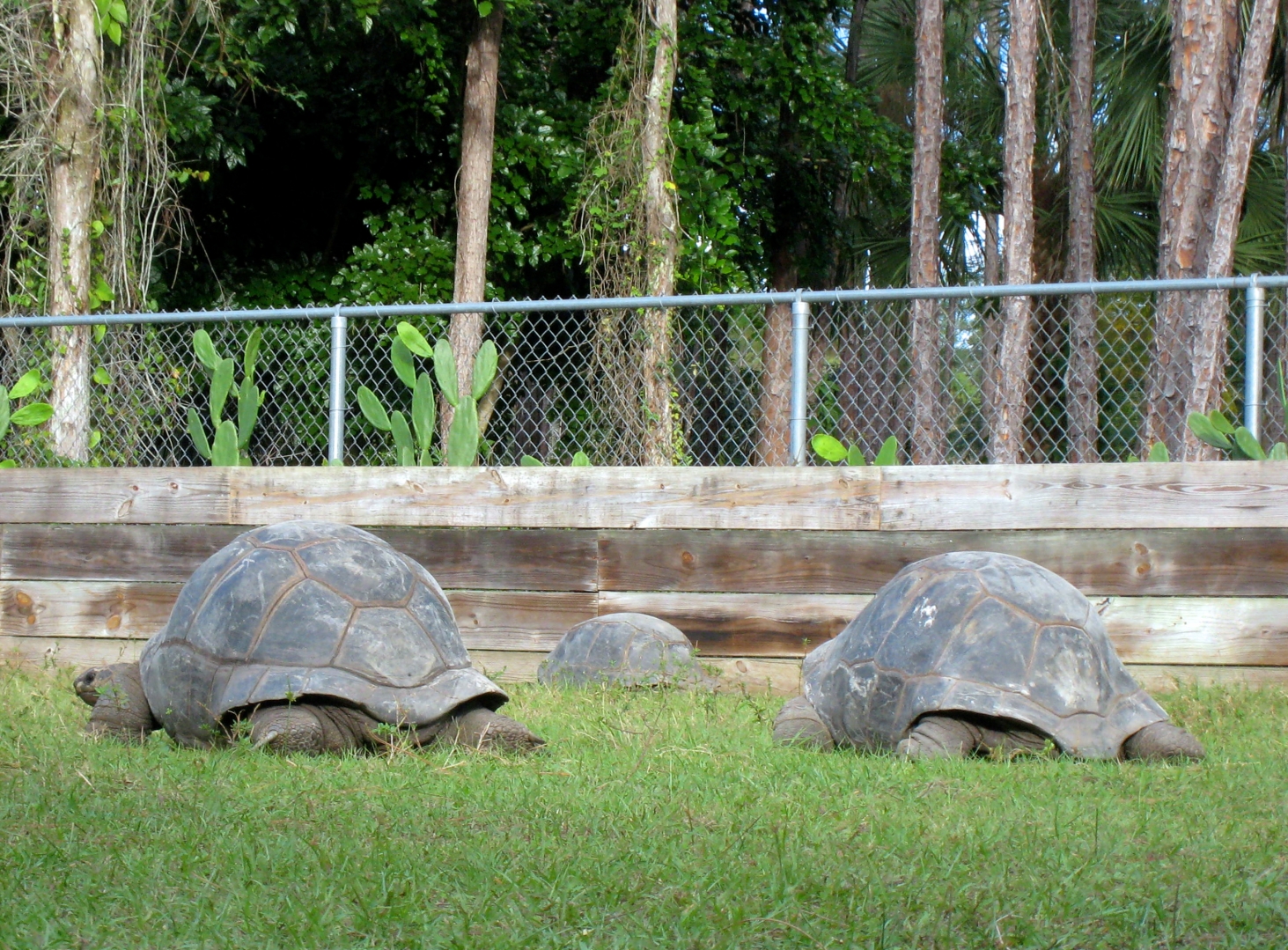 ALDABRA BREEDER