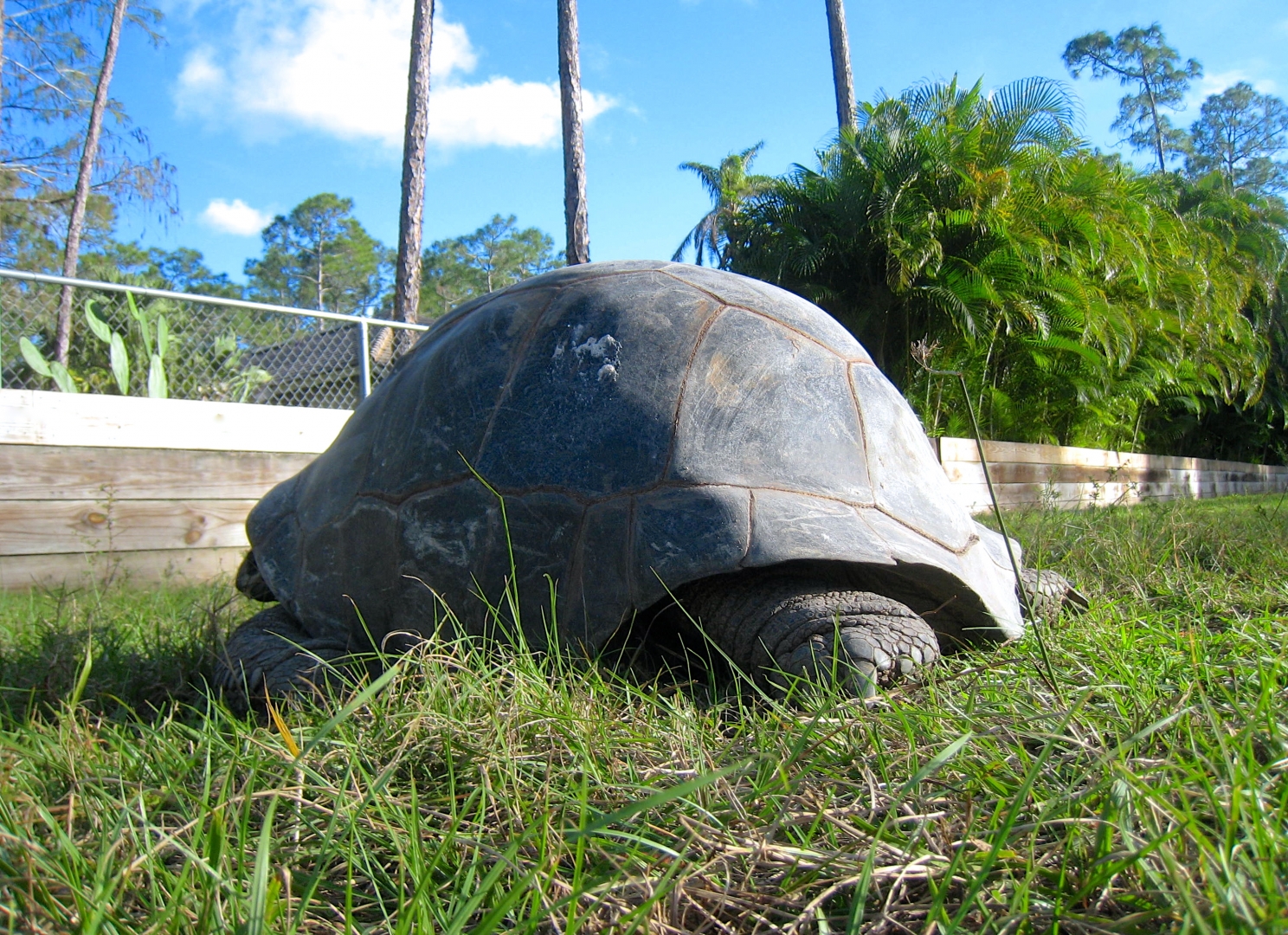 ALDABRA BREEDER