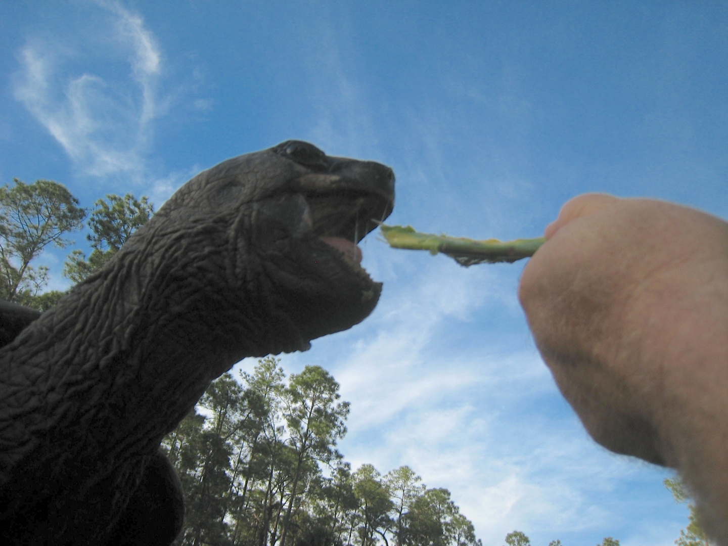 ALDABRA BREEDER