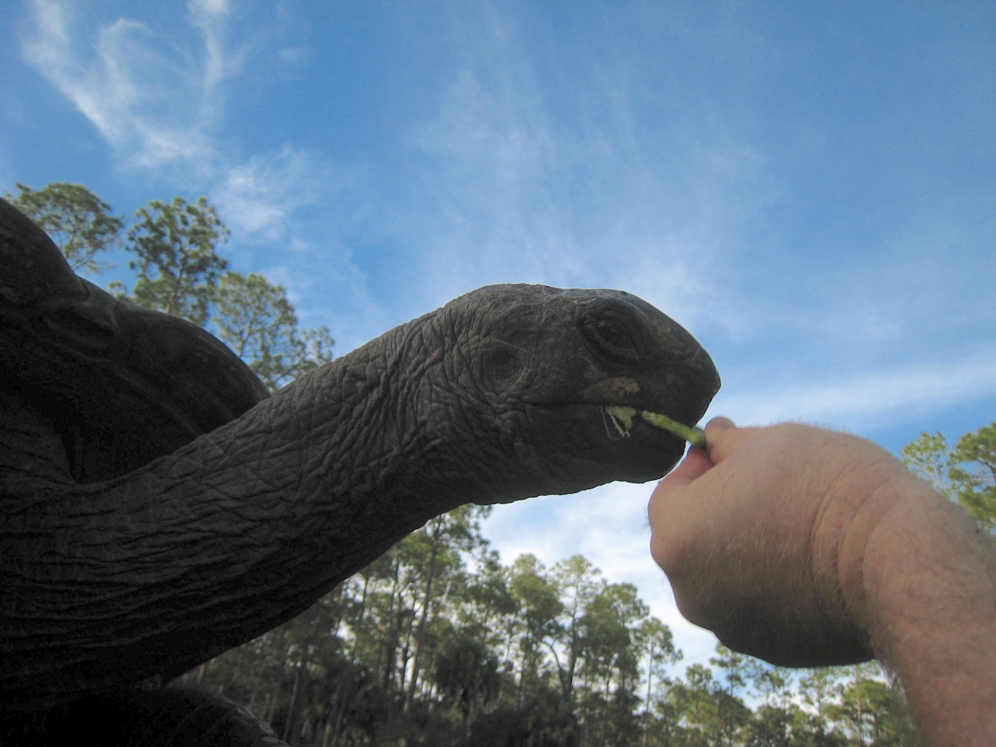 ALDABRA BREEDER