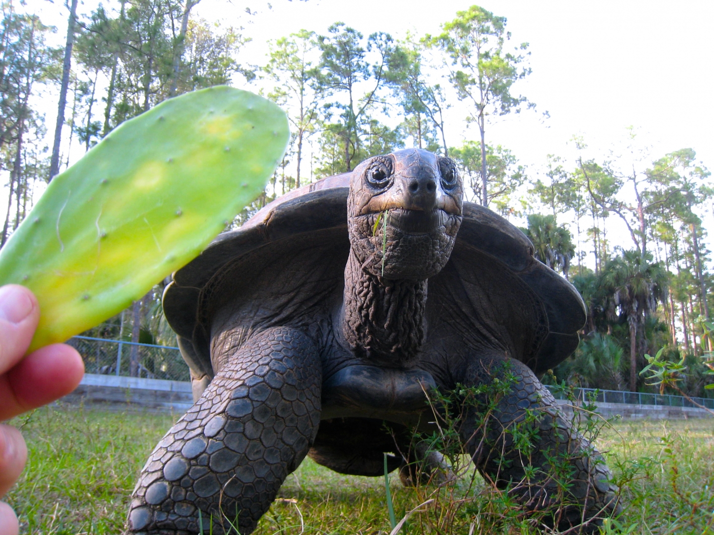 ALDABRA BREEDER