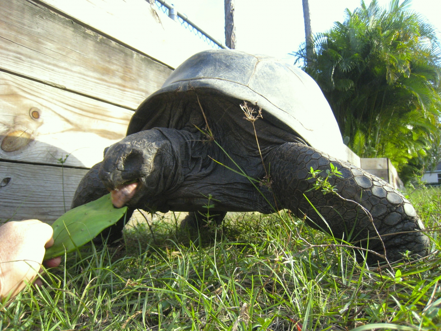 ALDABRA BREEDER