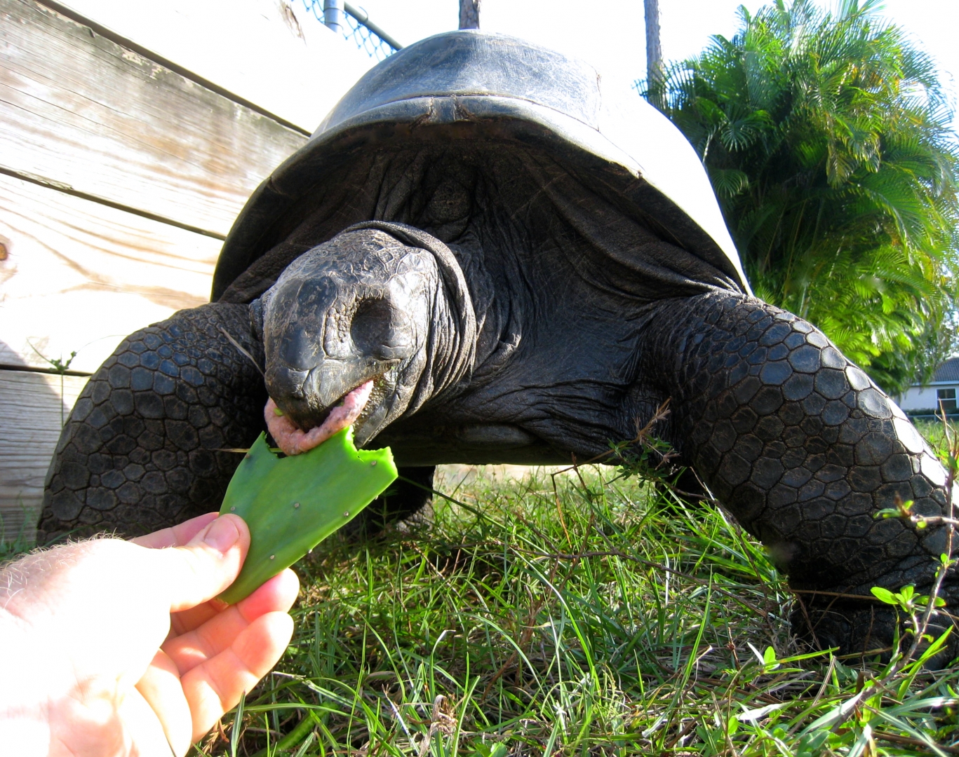 ALDABRA BREEDER