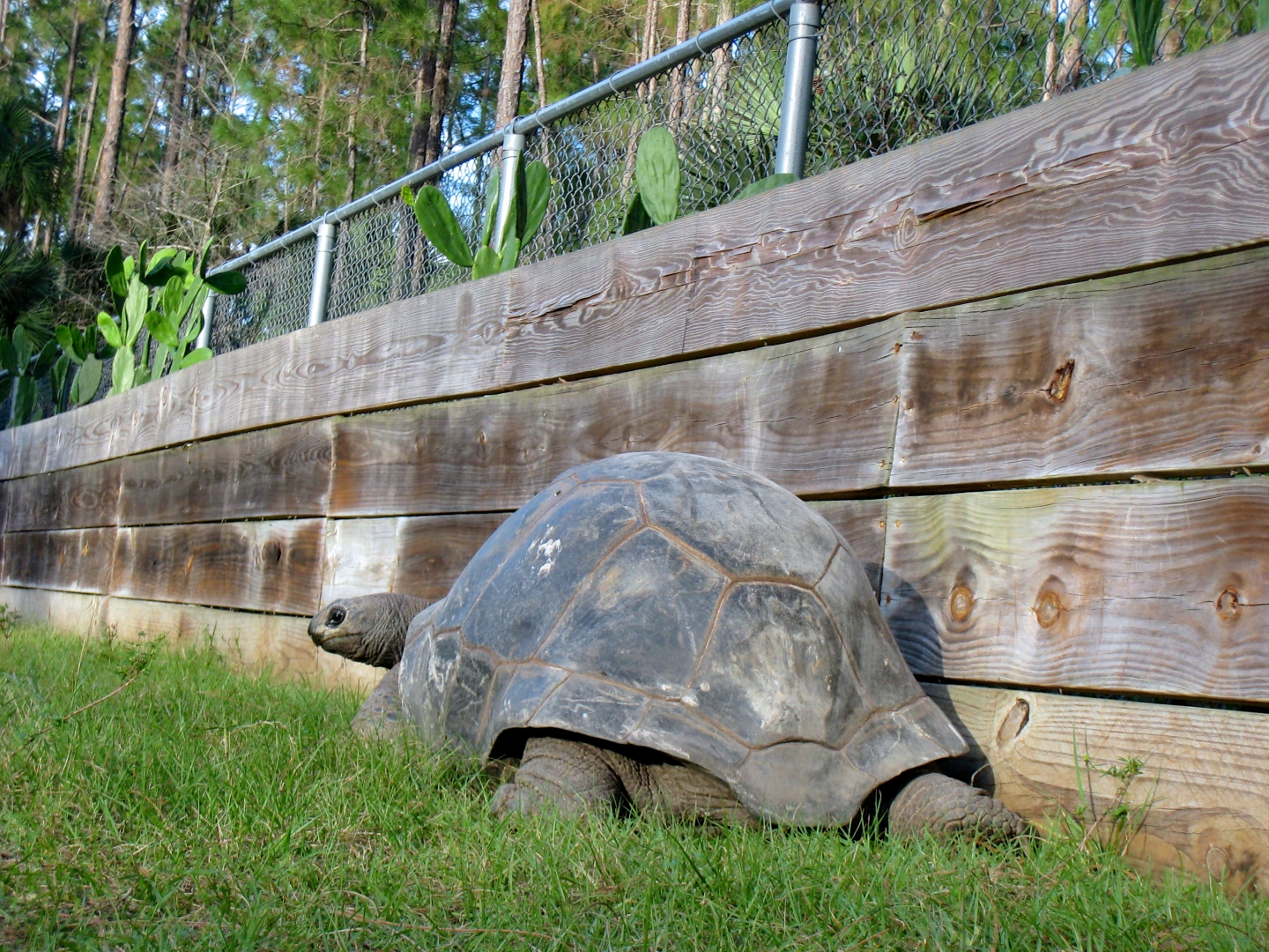 ALDABRA BREEDER