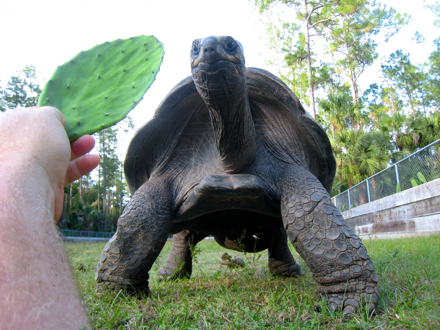 ALDABRA BREEDER