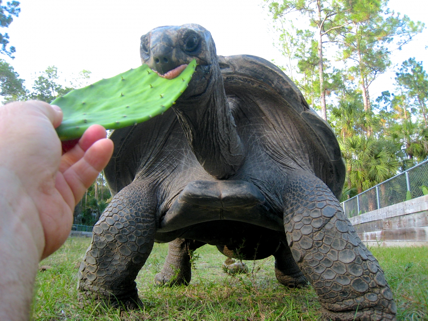 ALDABRA BREEDER
