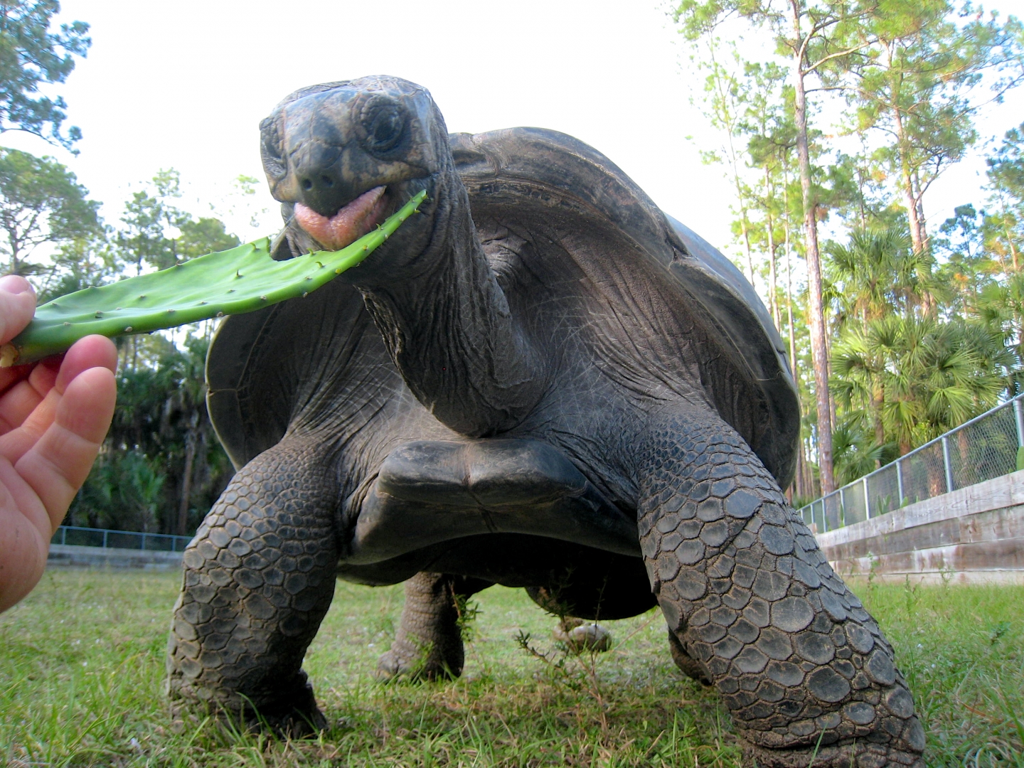 ALDABRA BREEDER