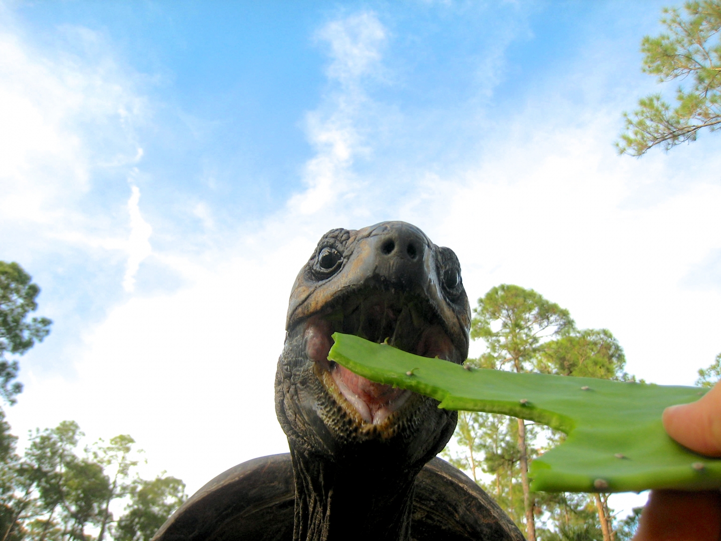 ALDABRA BREEDER