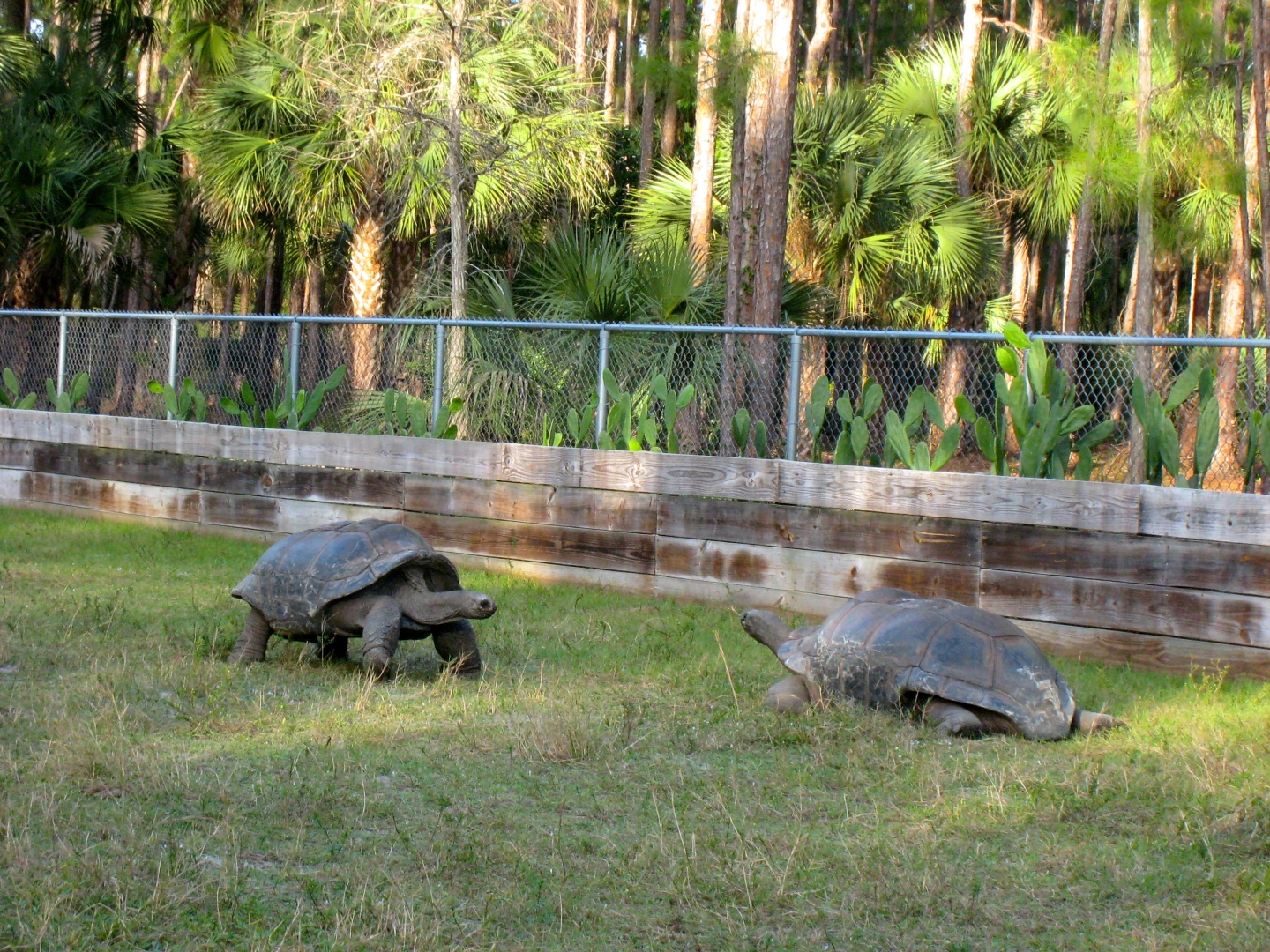 ALDABRA BREEDER