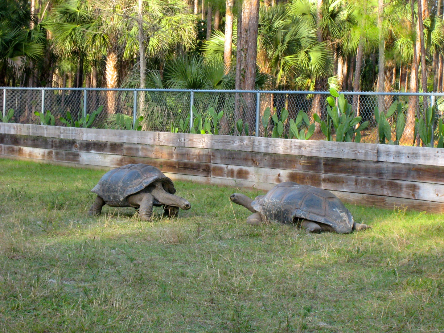 ALDABRA BREEDER