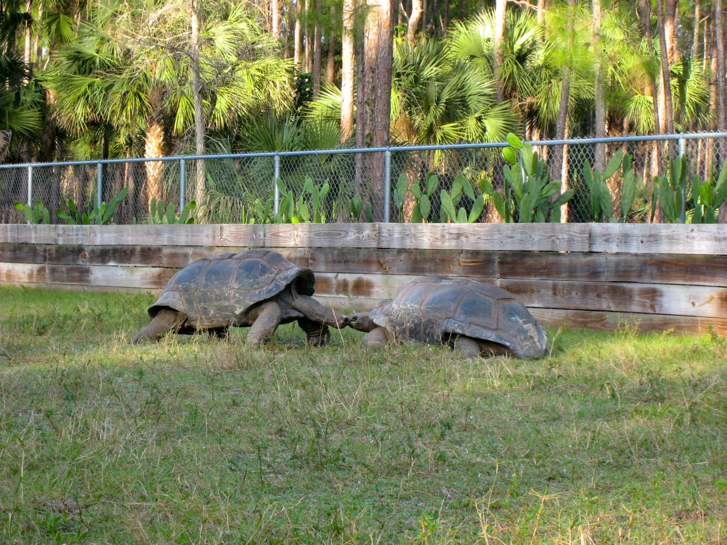 ALDABRA BREEDER