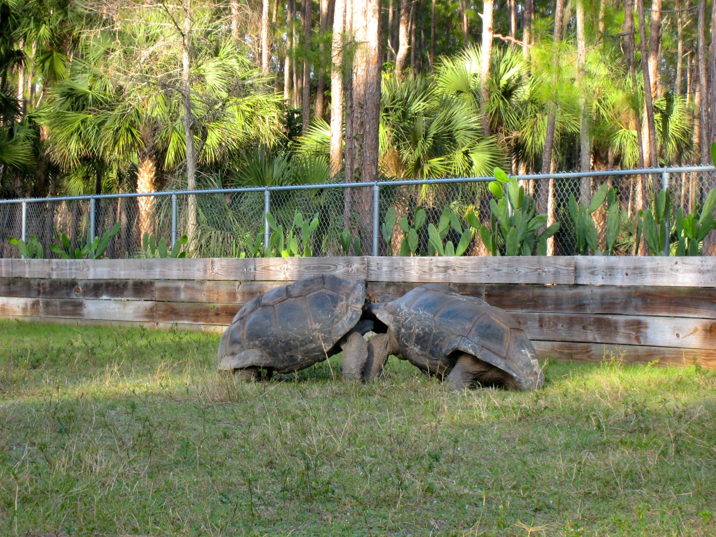 ALDABRA BREEDER
