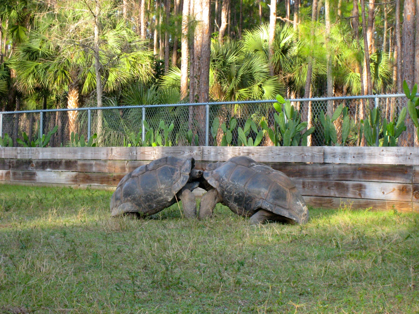 ALDABRA BREEDER