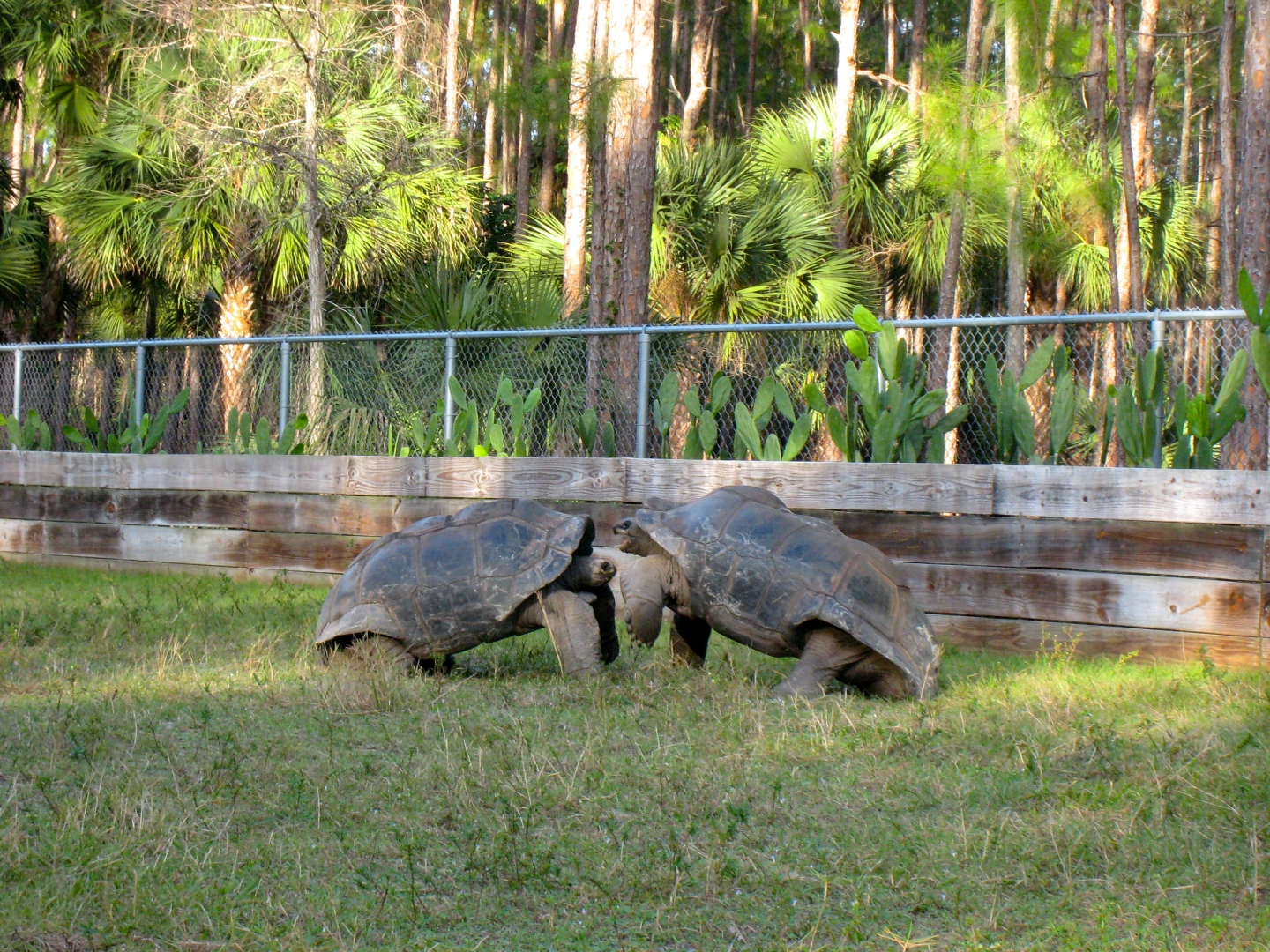 ALDABRA BREEDER