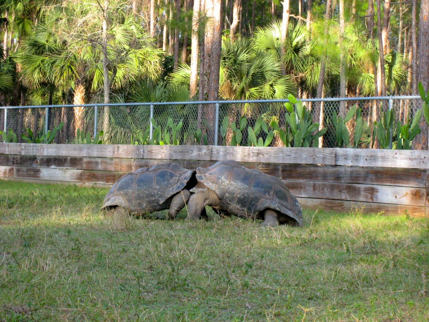 ALDABRA BREEDER