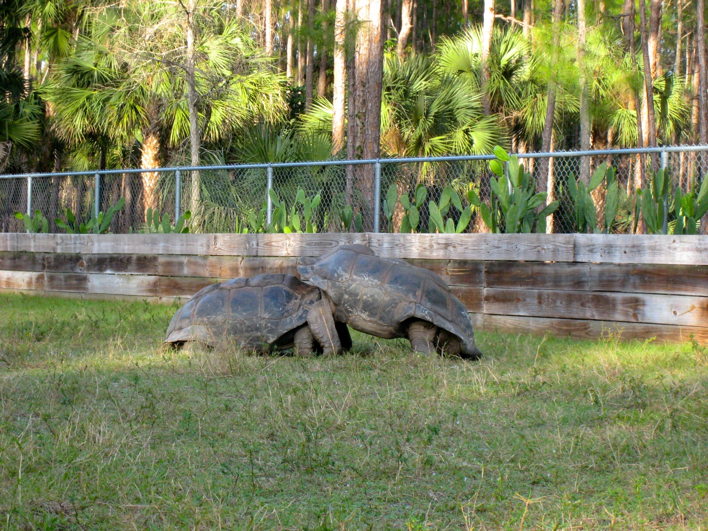 ALDABRA BREEDER