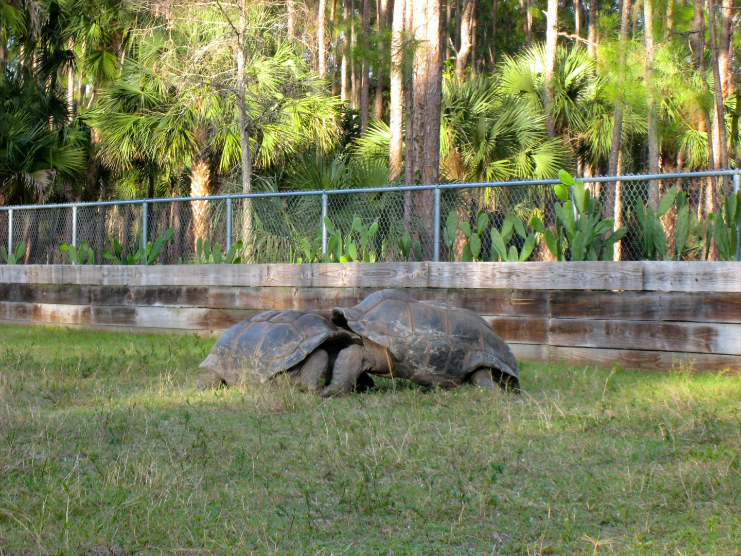ALDABRA BREEDER