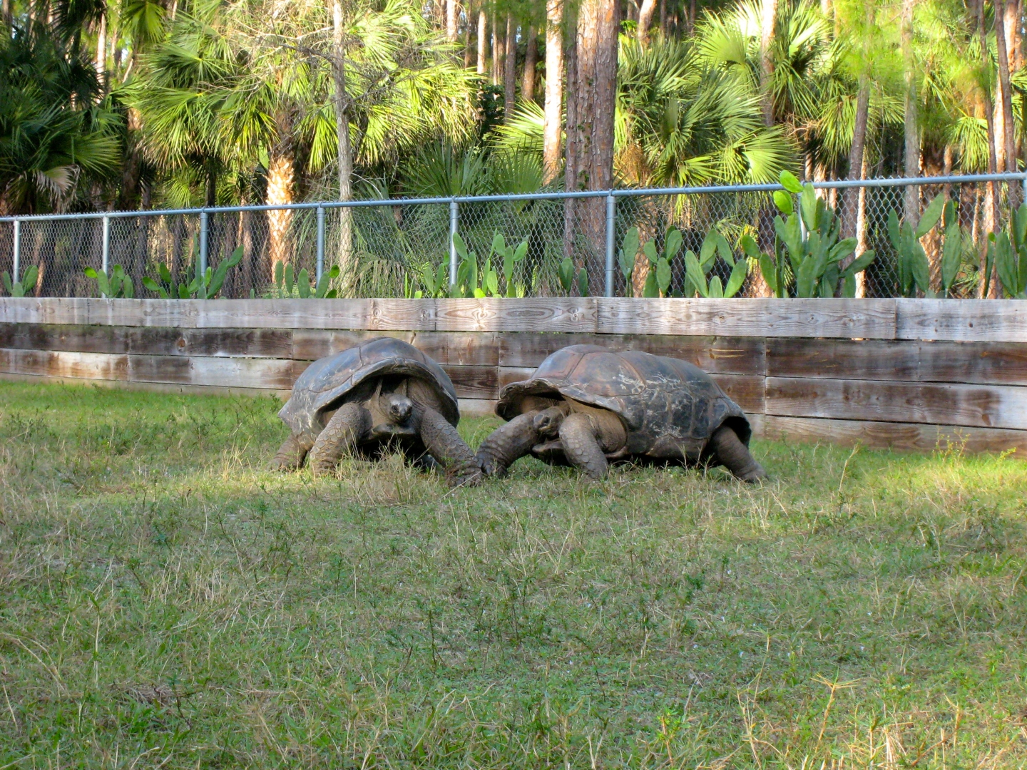 ALDABRA BREEDER