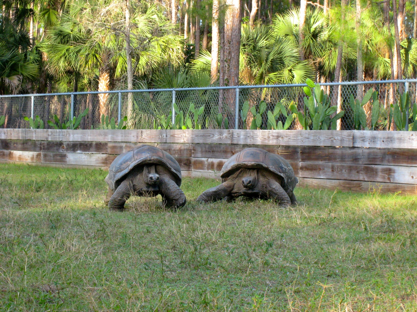 ALDABRA BREEDER