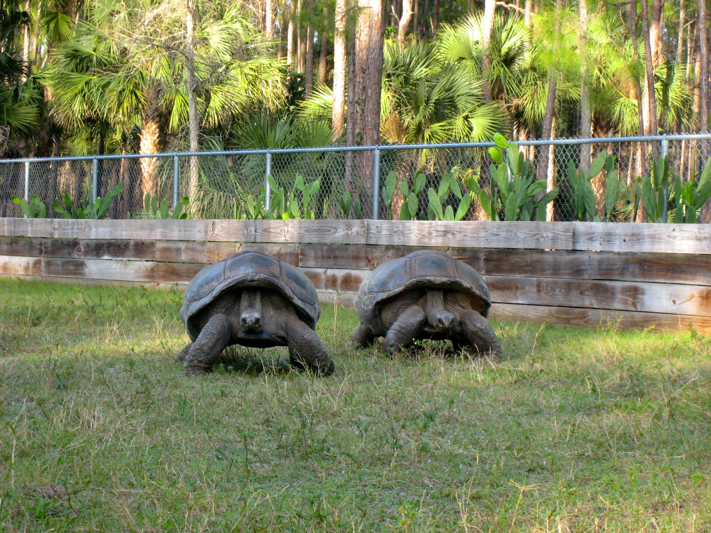 ALDABRA BREEDER