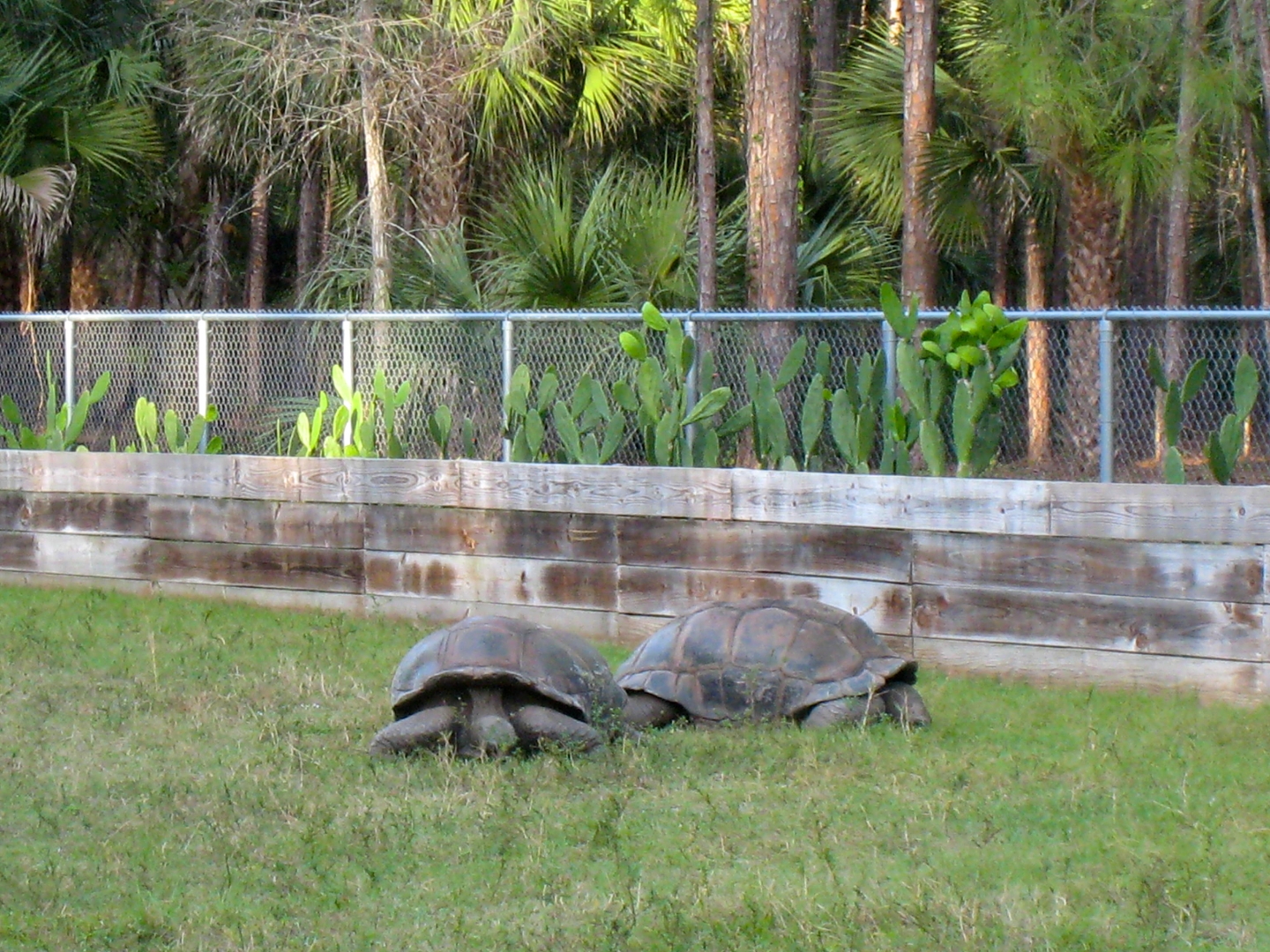 ALDABRA BREEDER