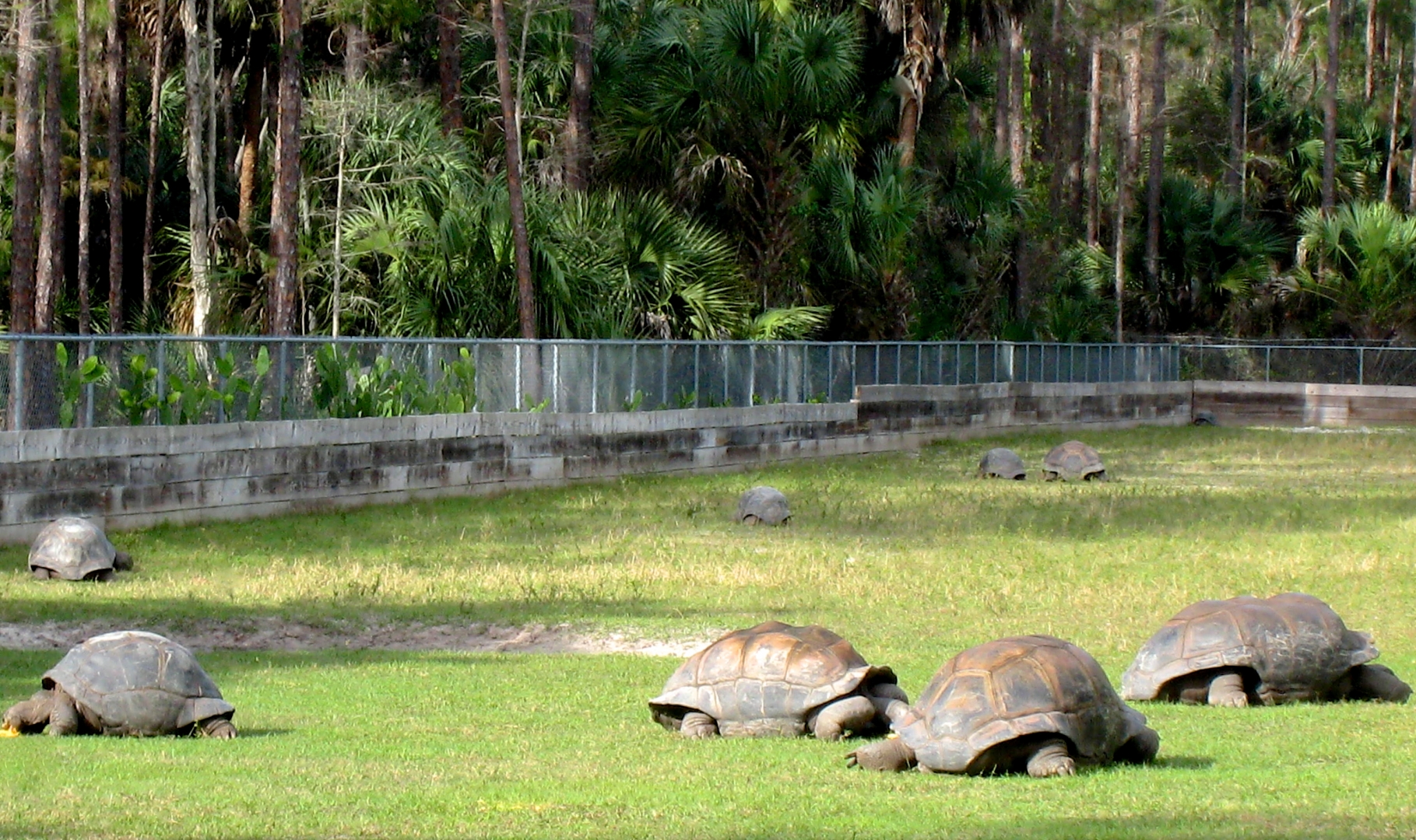 ALDABRA BREEDER