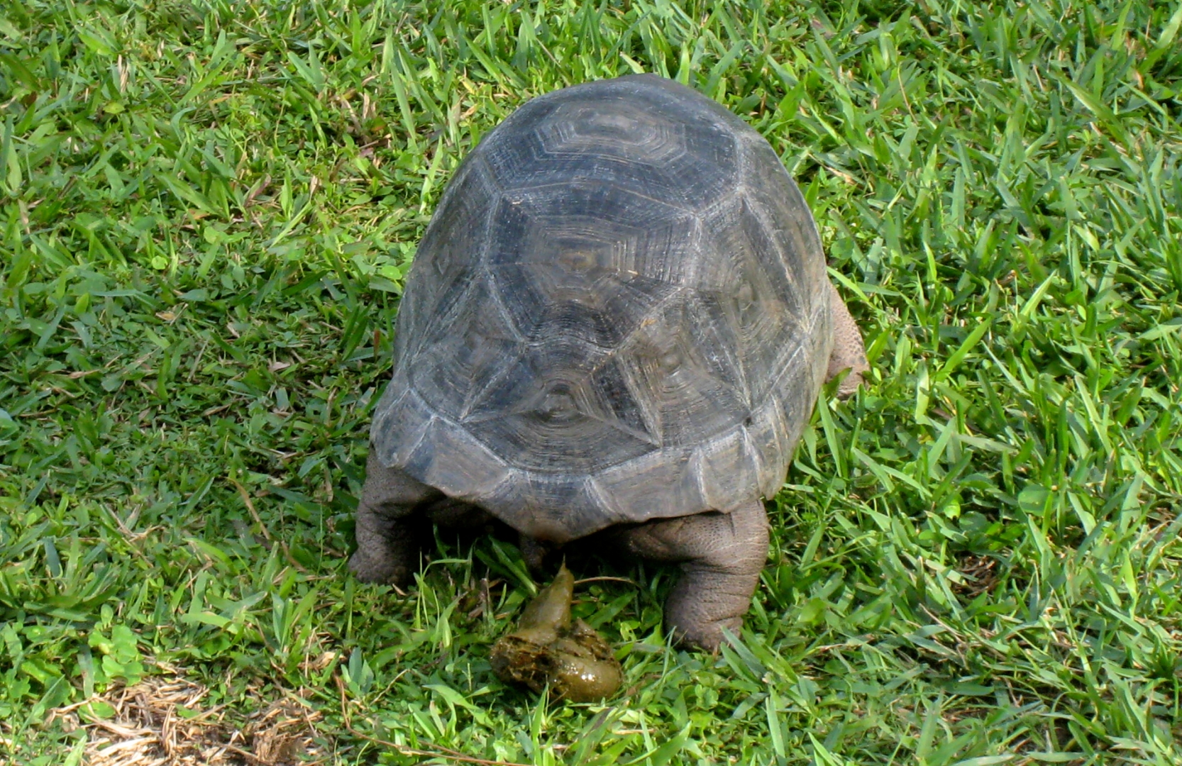 ALDABRA BREEDER
