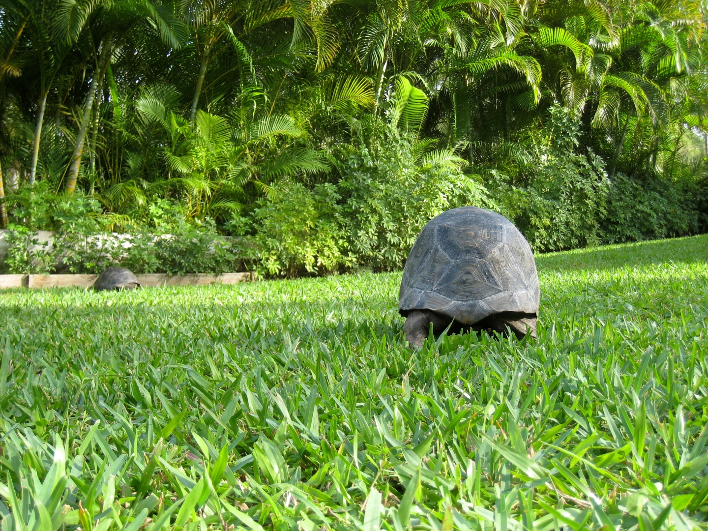 ALDABRA BREEDER