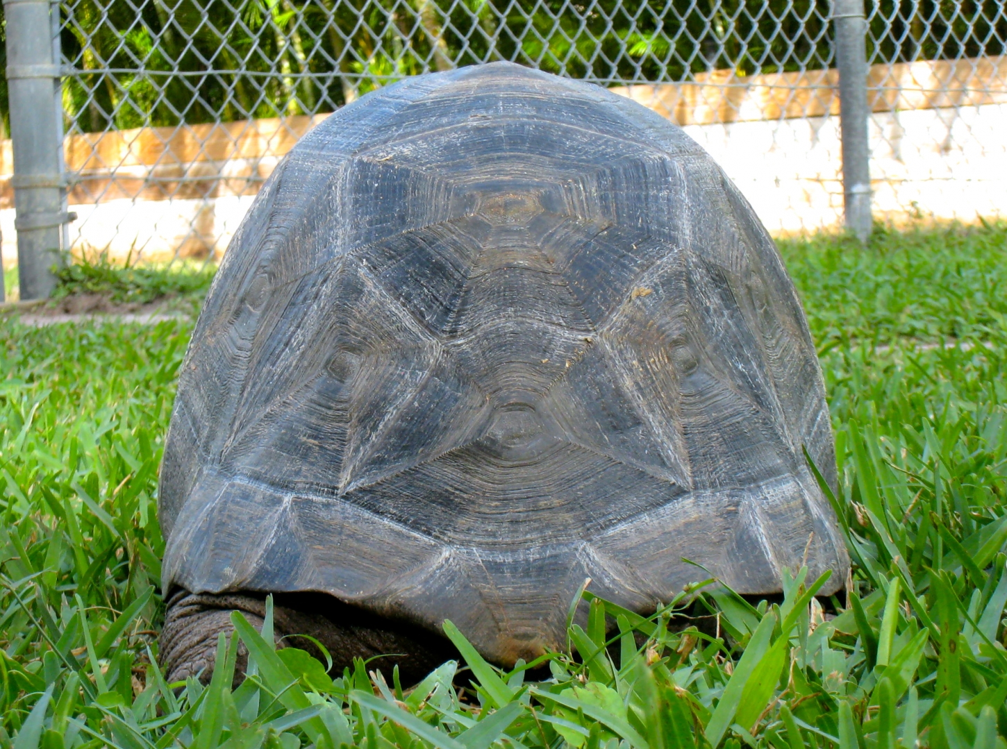 ALDABRA BREEDER