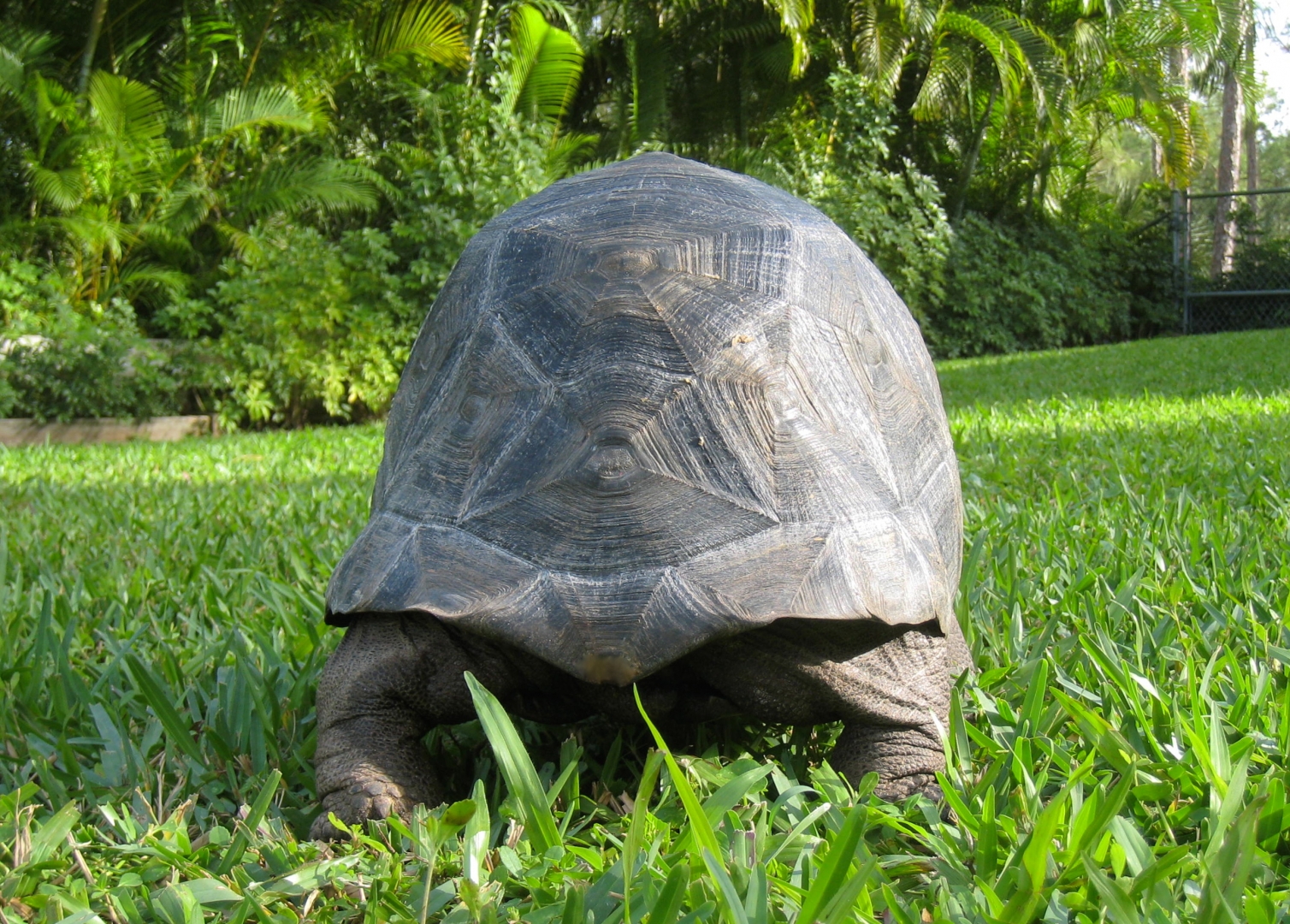 ALDABRA BREEDER