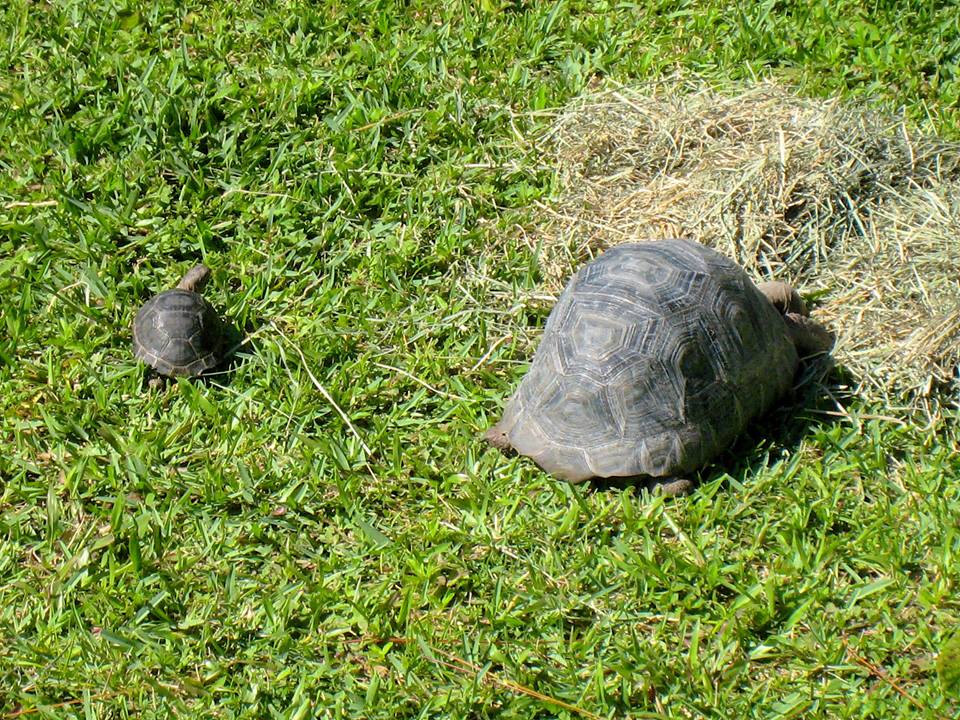 ALDABRA BREEDER