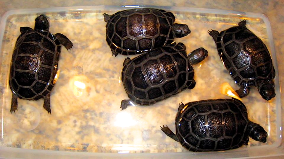 ALDABRA BREEDER