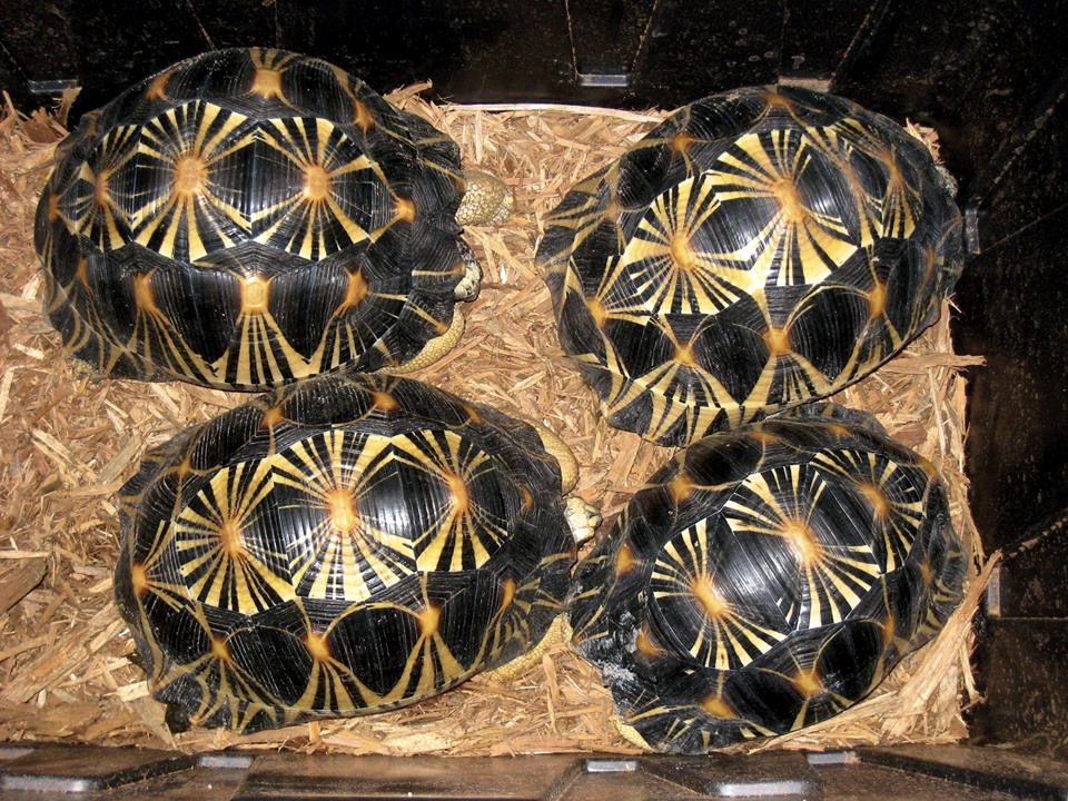 ALDABRA BREEDER