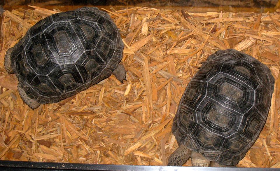 ALDABRA BREEDER