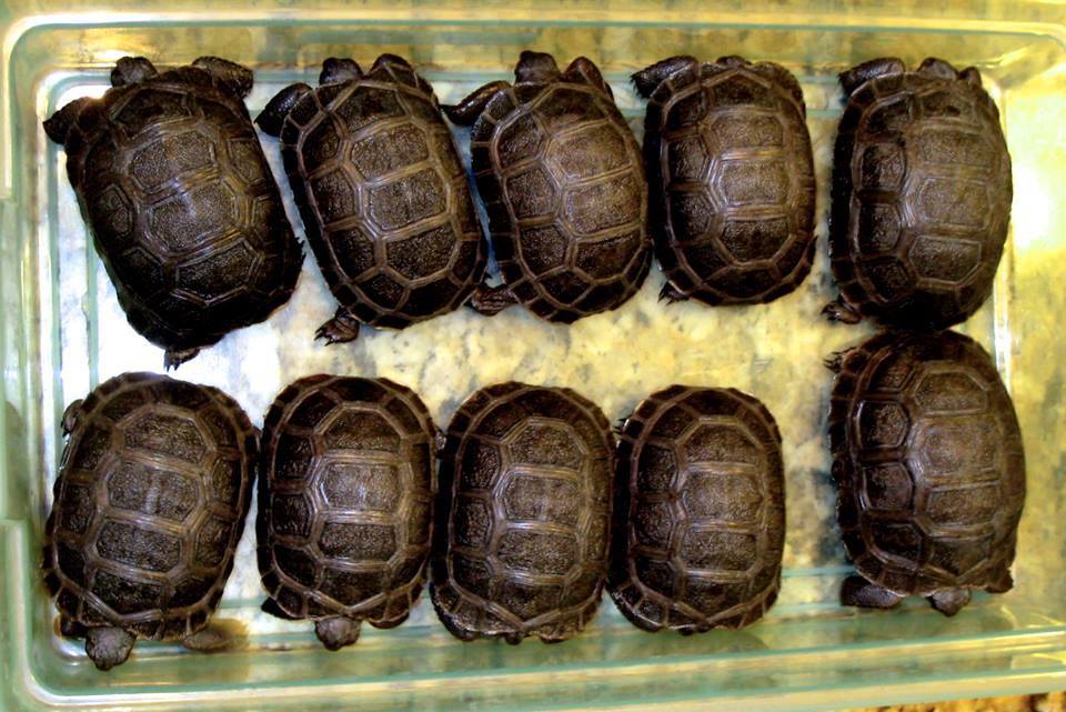 ALDABRA BREEDER