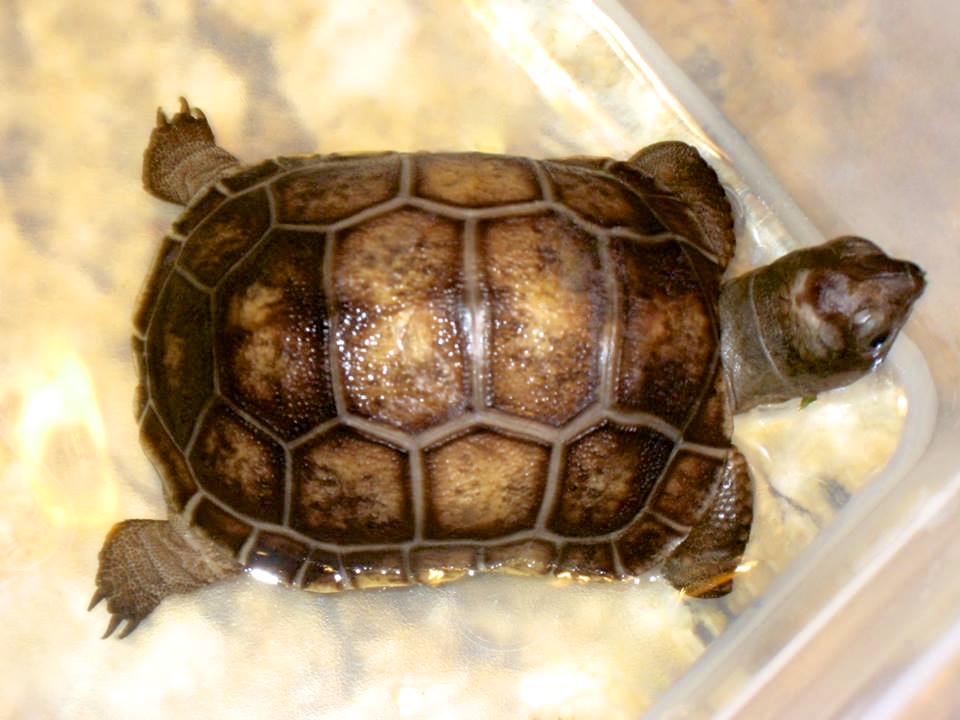 ALDABRA BREEDER
