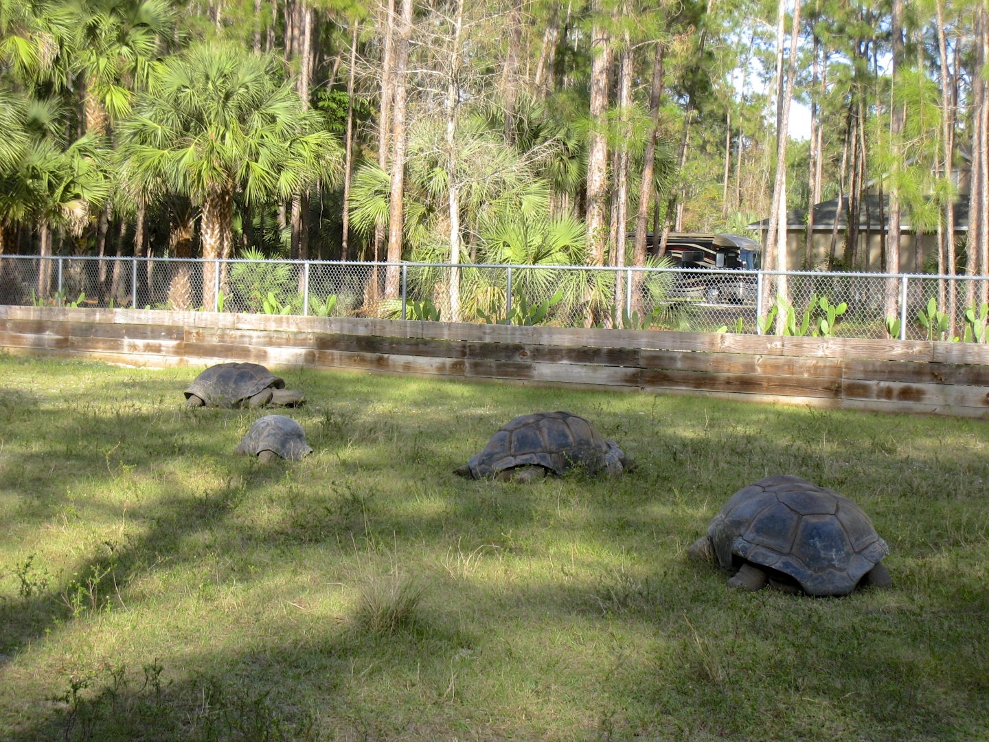 ALDABRA BREEDER
