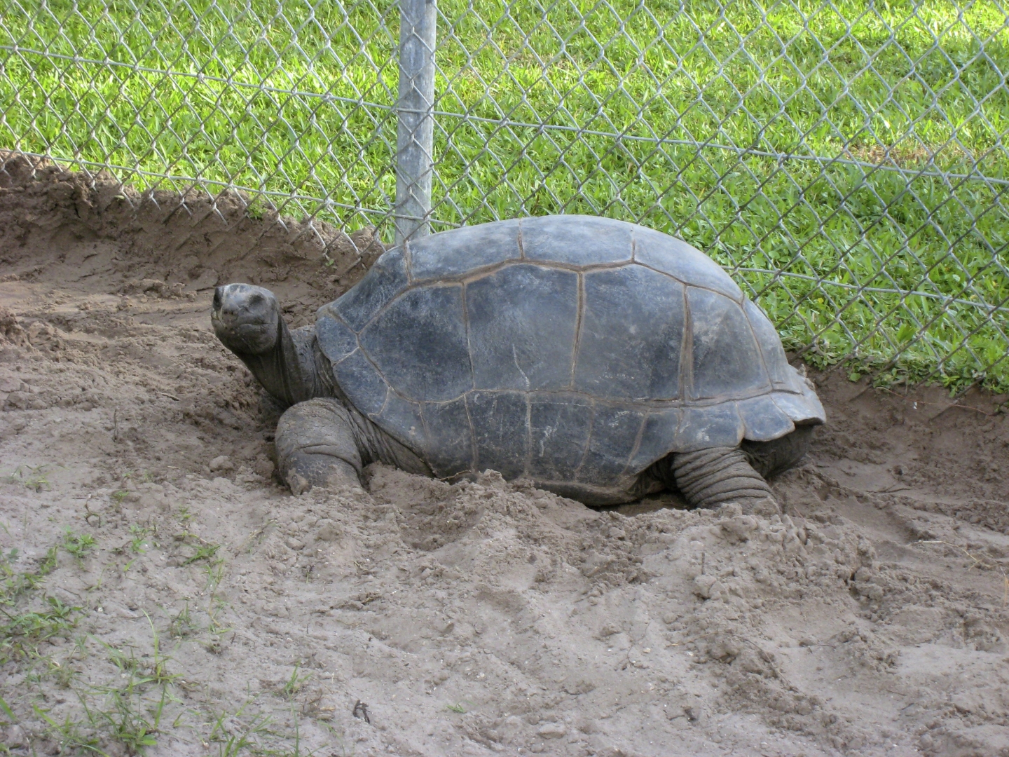 ALDABRA BREEDER
