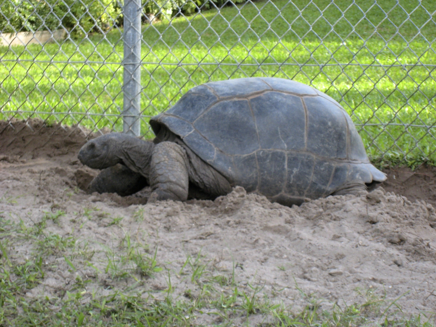 ALDABRA BREEDER