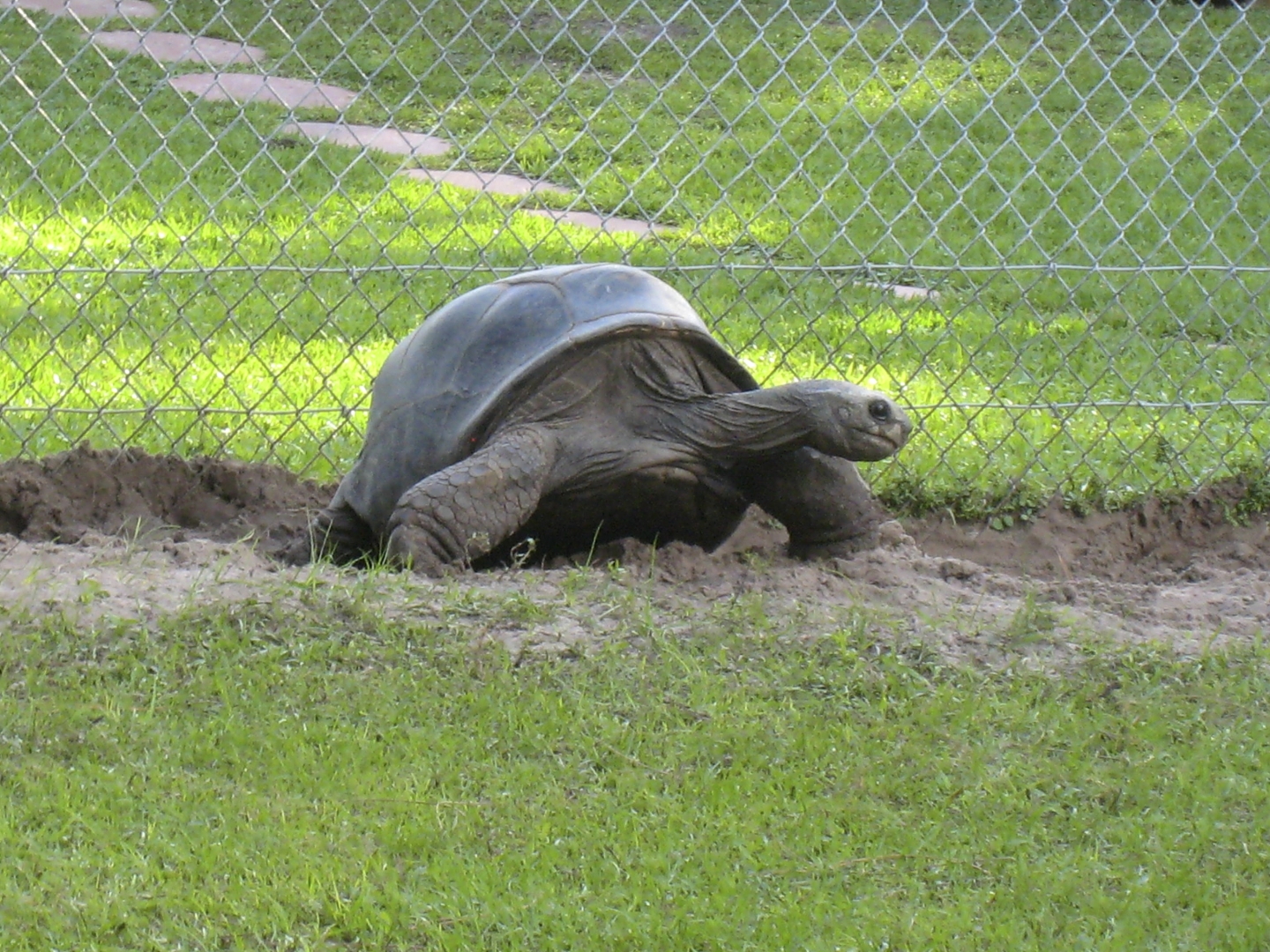 ALDABRA BREEDER