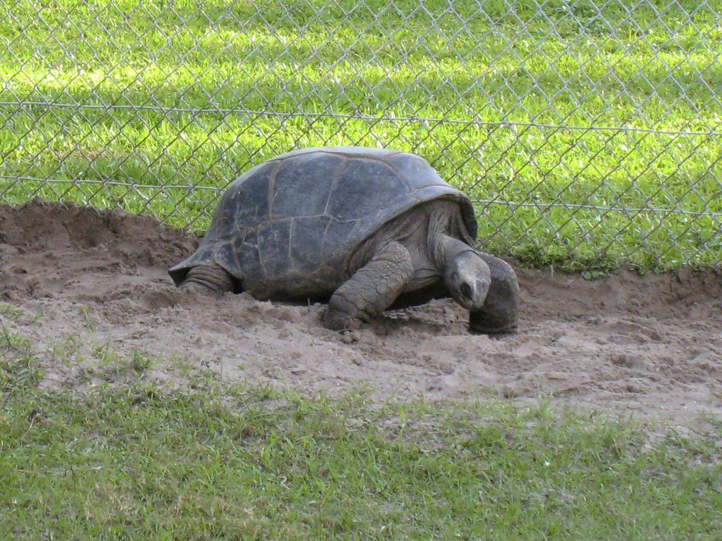 ALDABRA BREEDER