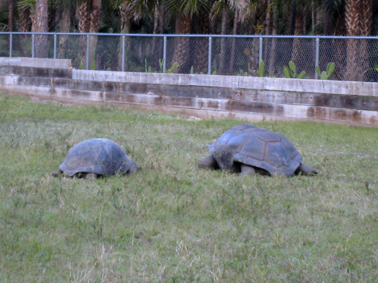 ALDABRA BREEDER