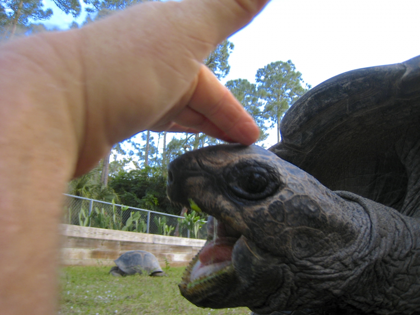 ALDABRA BREEDER