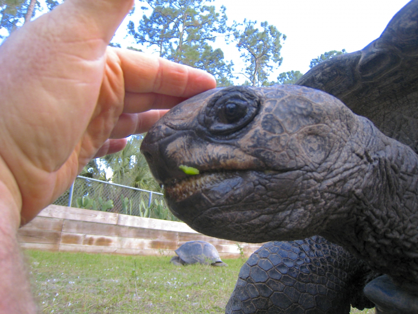 ALDABRA BREEDER