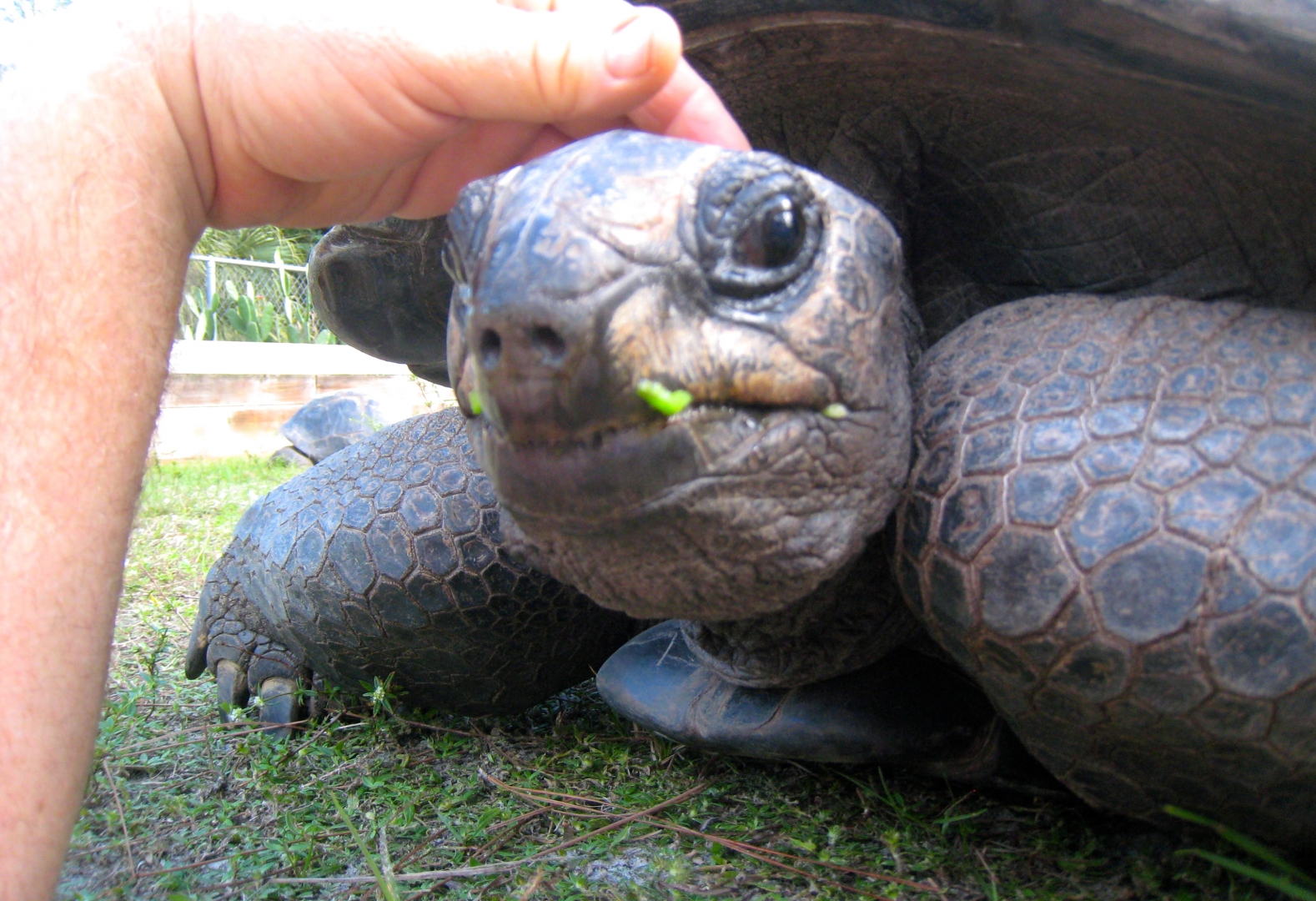 ALDABRA BREEDER