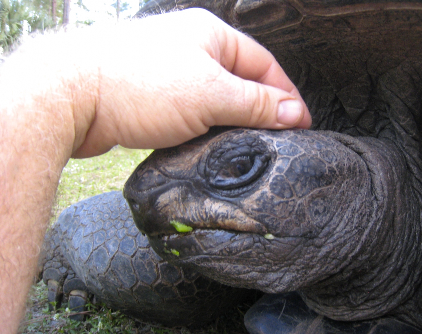 ALDABRA BREEDER