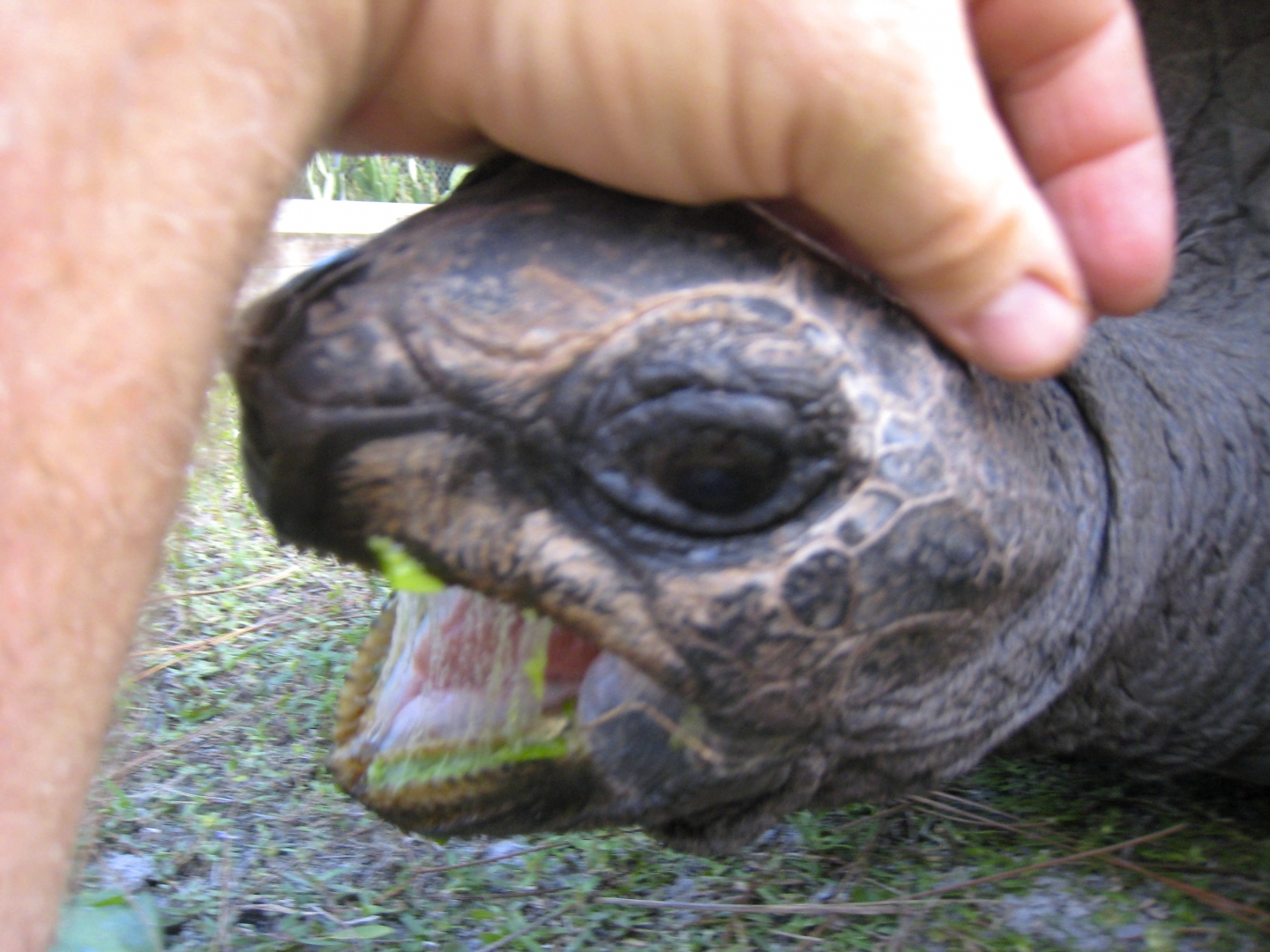 ALDABRA BREEDER