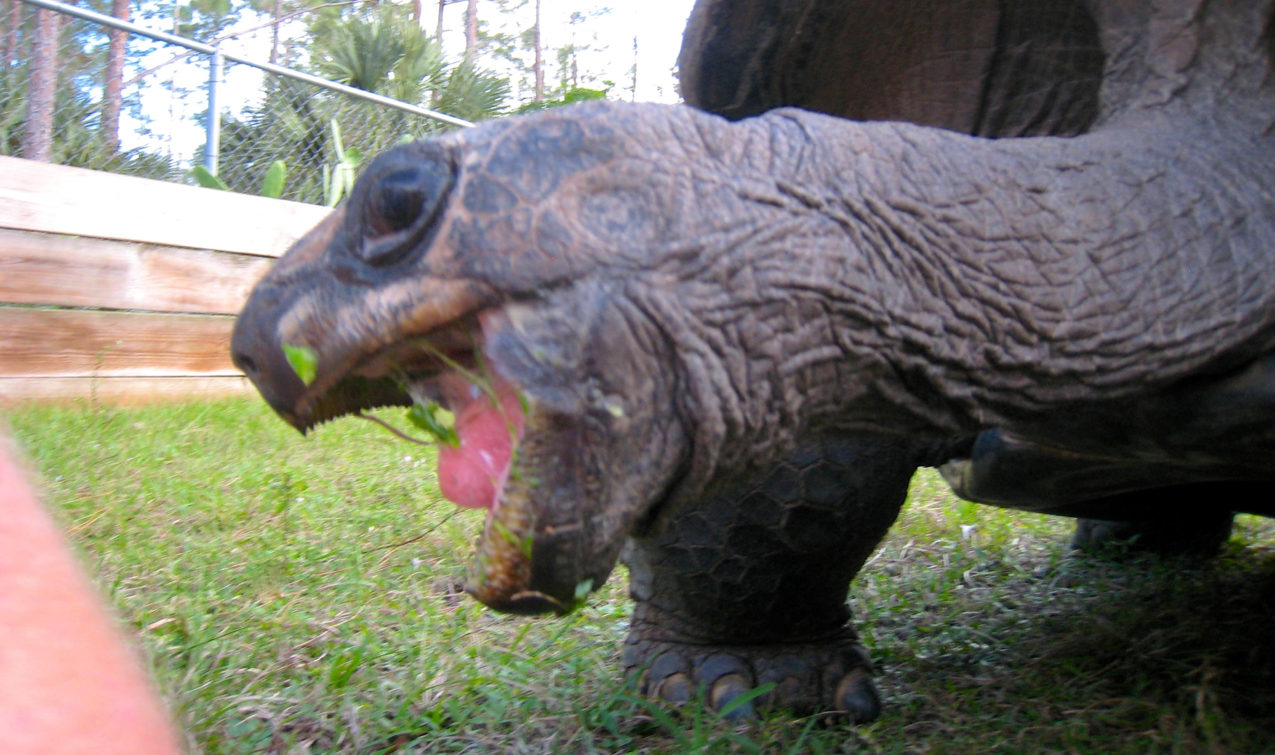 ALDABRA BREEDER