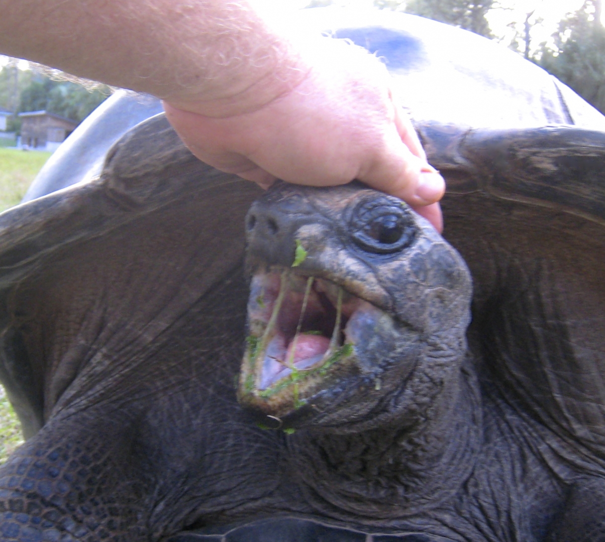 ALDABRA BREEDER